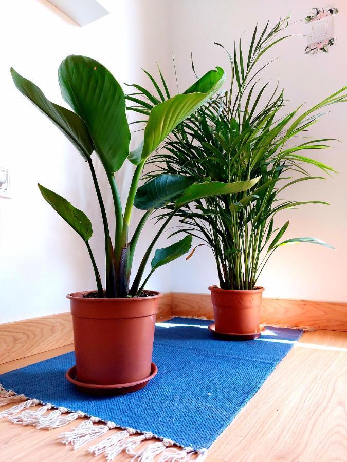Casa Ledu - Sunny Holiday In Fuerteventura Корралехо Екстер'єр фото